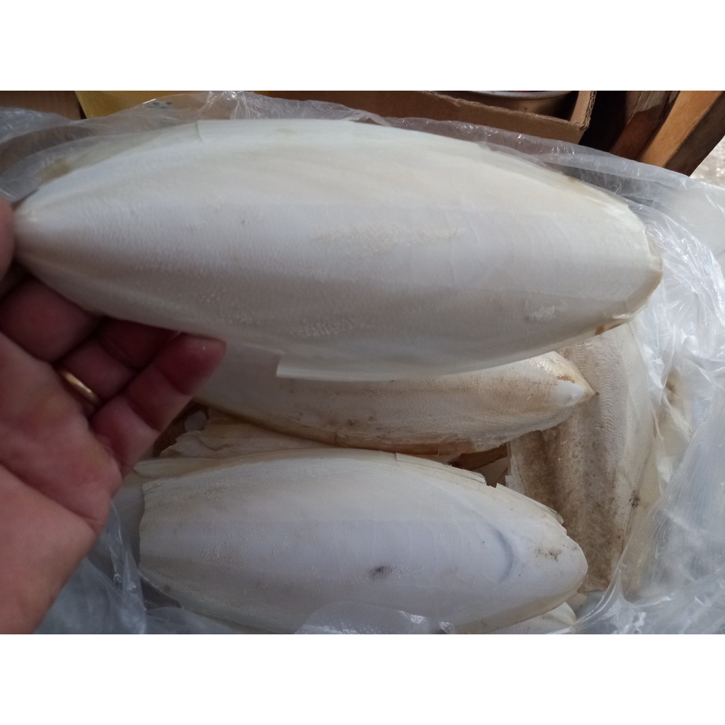 Nan mực cho chim yến phung,manh manh chim cảnh