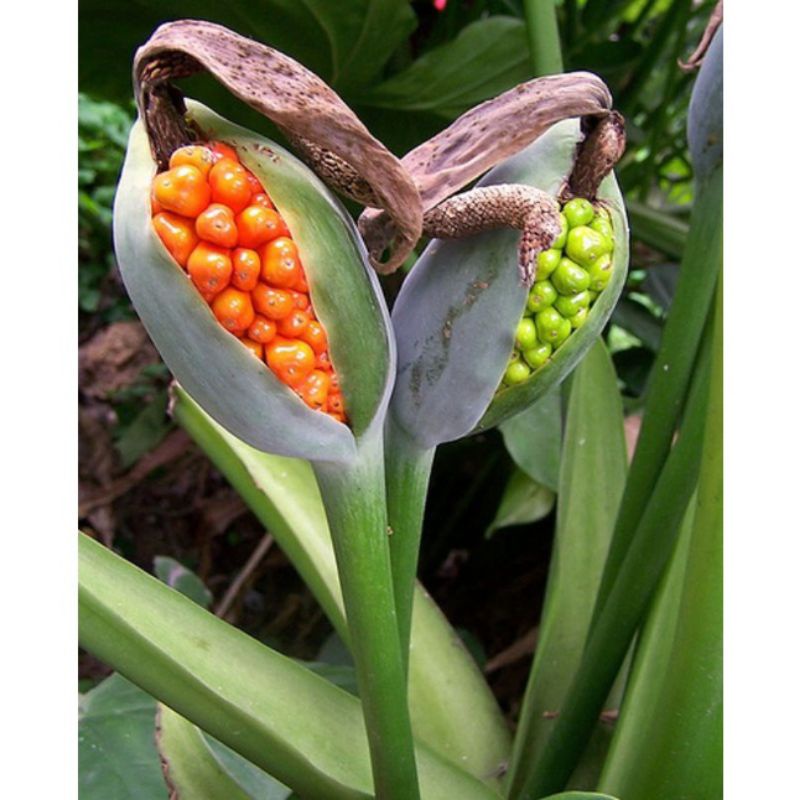 Cây ráy voi thân lùn lớn trồng trong nhà