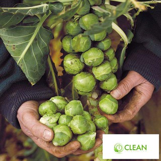 Hạt giống Bắp cải xanh tí hon