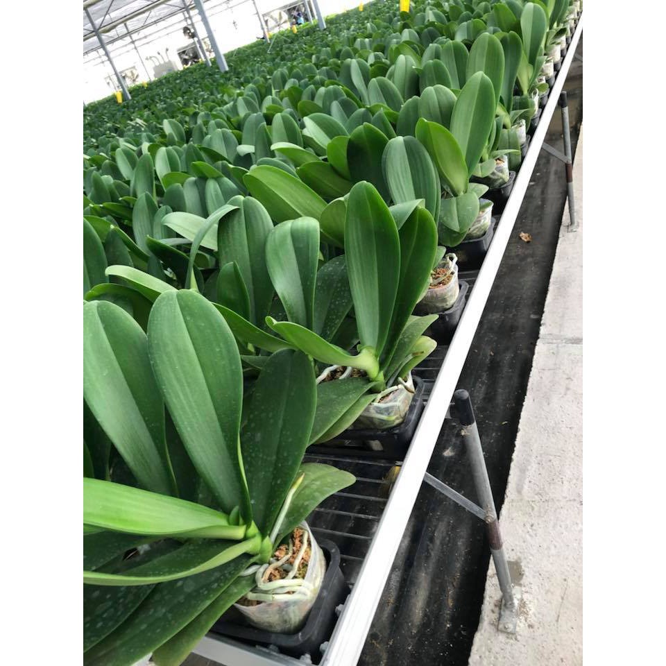 4 cây chưa ngồng hoa 2020