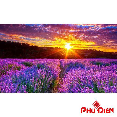 Gói 100 hạt giống hoa oải hương LAVENDER  PHÚ ĐIỀN