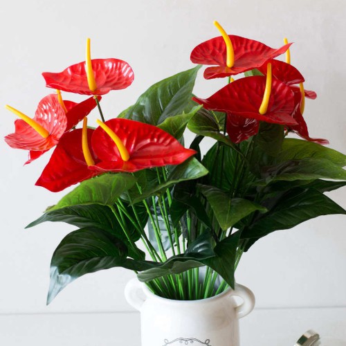 CÂY HOA HỒNG MÔN YẾN SIZE LỚN cao 50cm - 5 HOA ĐỎ - Trang trí