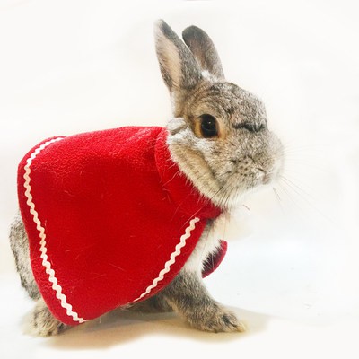 Váy Mini năm mới áo choàng màu đỏ thỏ áo choàng Teddy chó Kitty Công Chúa áo choàng trang trí Thỏ quần áo