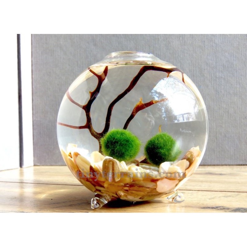 cầu rêu marimo - moss ball tảo cầu nhật bản - viên rêu cho tép