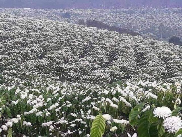 1 Chai  mật ong hoa cà phê Đăk Lăk