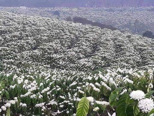 1 Chai (1lít ~ 1,3kg) mật ong hoa cà phê Đăk Lăk