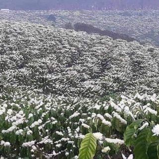 1 Chai (1lít ~ 1,3kg) mật ong hoa cà phê Đăk Lăk