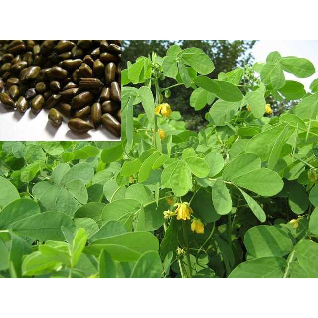 Hạt Muồng - Thảo Quyết Minh (1kg)