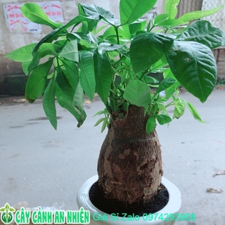 Chậu Kim Ngân Chân Voi Size Đại