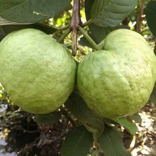 Cây Ổi Nữ Hoàng, cây chiết rất mau có trái