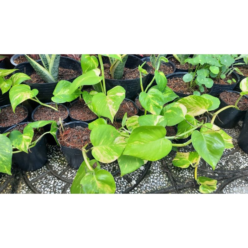 Trầu Bà Viền Vàng  Dài trên 30cm