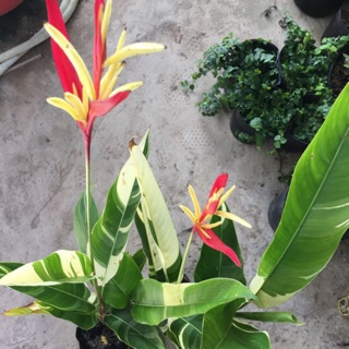 Cây chuối mỏ két lá cẩm thạch- Hoa đẹp trang trí sân vườn- Decor- Phong thuỷ-Cây hoa kiểng Đồng Tháp