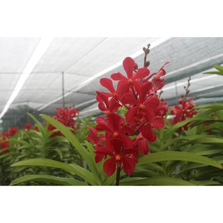 Combo Lan giống Mokara (Mua 4 tặng 1)