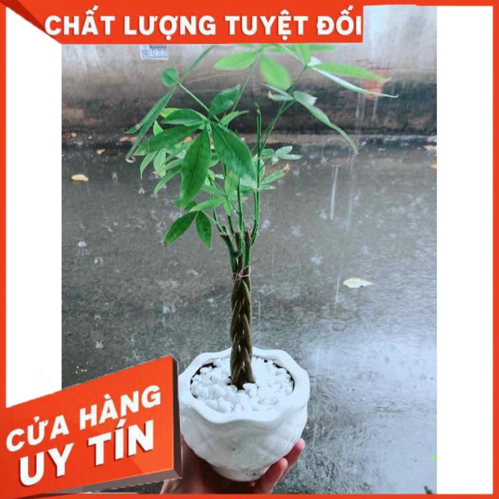 Chậu Kim Ngân 5 Thân Nhiều Người Mua