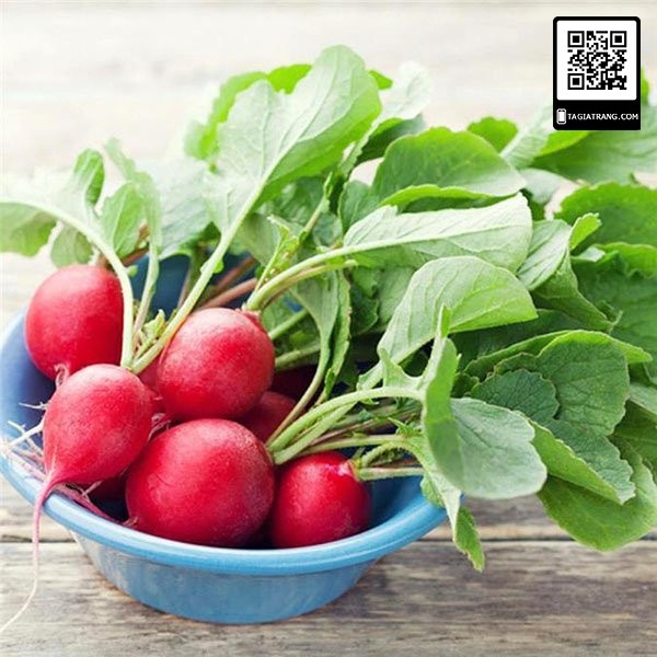 [Bán sỉ] - Hạt giống củ cải đỏ cherry (củ cải đỏ tí hon)