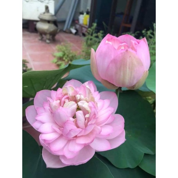 Củ Sen Thái pink Lady giống sen đáng được sưu tầm