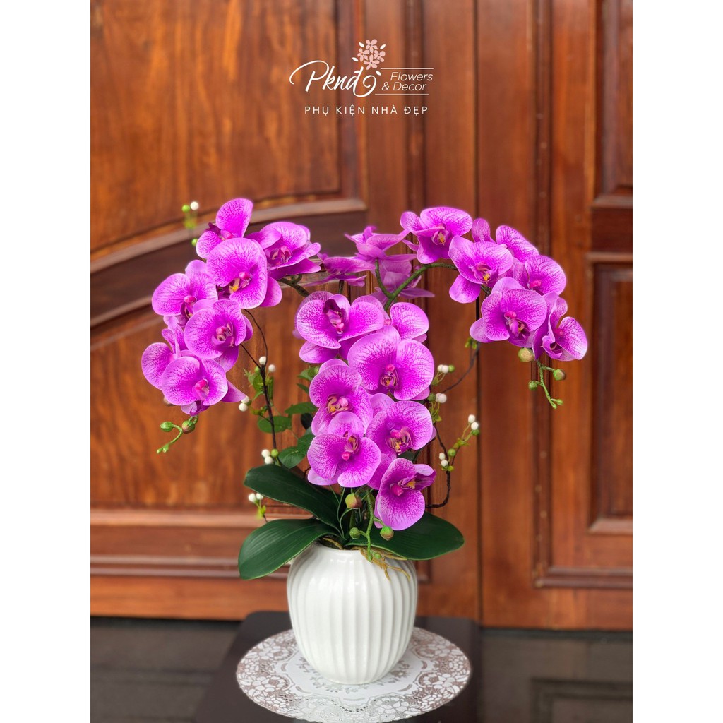 Chậu Lan Cao Su 3 Cành kết hợp hoa tiểu cảnh sang trọng - Nhiều màu sắc PKND FLOWERS &amp; DECOR CH98