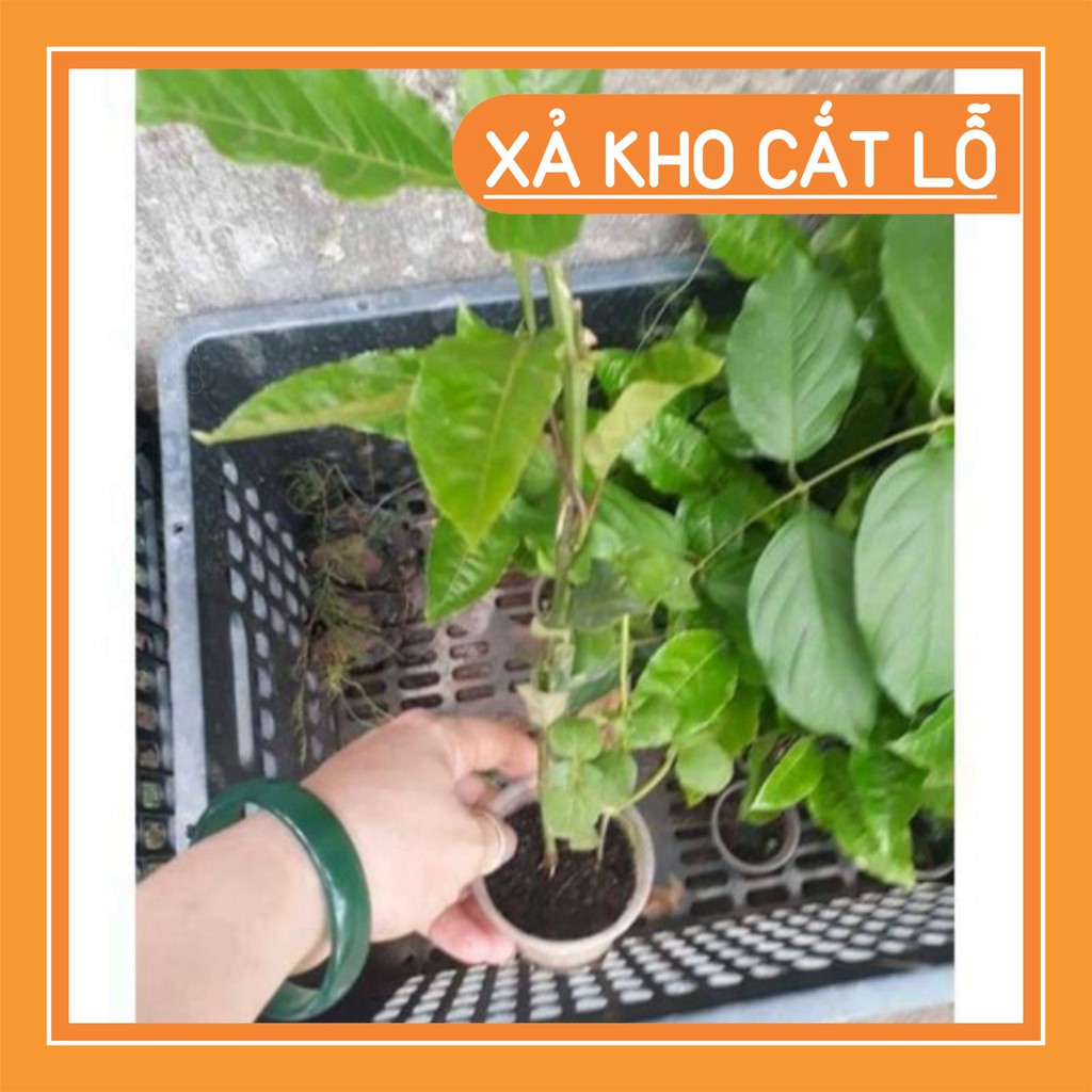 Cây chanh Leo tím giống chuẩn