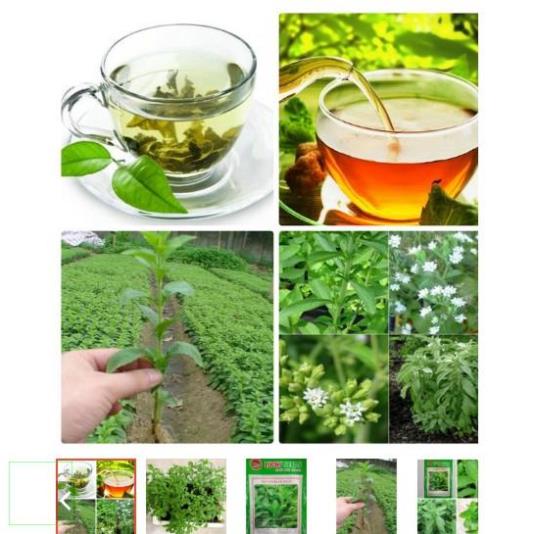 100gr Trà Cỏ Ngọt khô loại 1 thượng hạng CN01