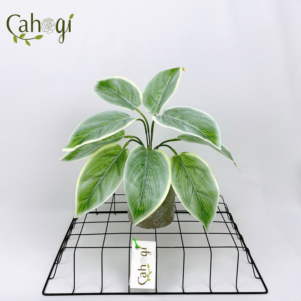 Cây Giả Cây Bạch Mã Hoàng Tử 30cm