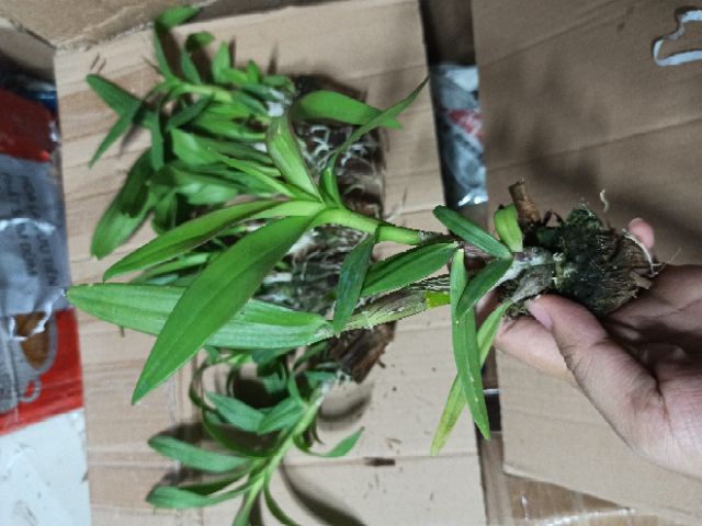 Hoa lan denro mini đủ màu