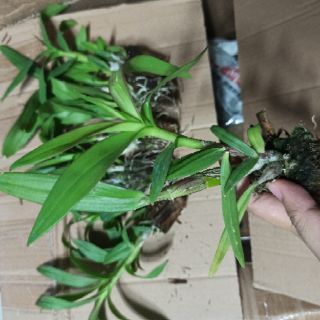 Hoa lan denro mini đủ màu