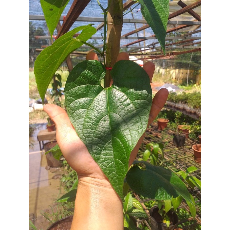 Hạt giống la hán quả