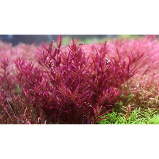 Cây Thủy Sinh Rotala Colorata
