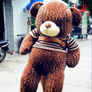 Gấu teddy khổ vải 2m cao 1m8