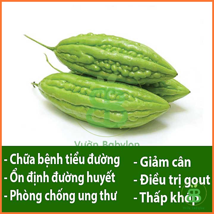 Hạt Giống Khổ Qua (Mướp Đắng) Phát Triển Tốt, Sai Trái