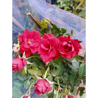 Cây hoa hồng siêu nụ ( hàng đẹp) cao 30-40cm