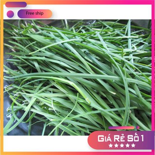 Hạt giống hẹ ta gia vị - 10gr LUCKY.VN