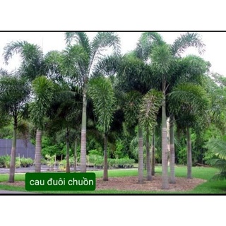Cây cau kiểng (Cau Bẹ Trắng & Cau Đuôi Chuồn)