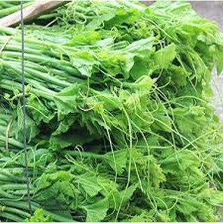 HẠT GIỐNG BÍ SIÊU NGỌN GÓI 20 HẠT