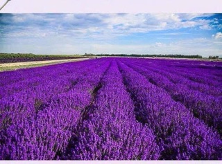 Túi thơm lavender