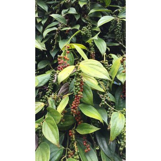 TIÊU SỌ TRẮNG nhà trồng 500G