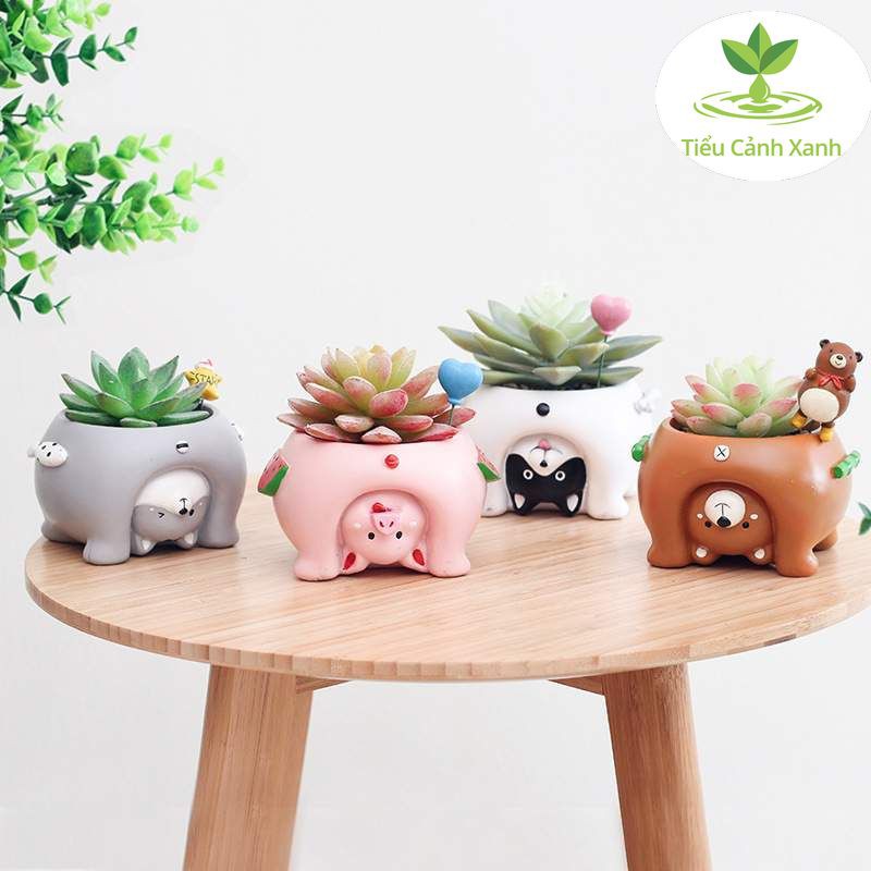 Chậu cây mèo con lộn đầu