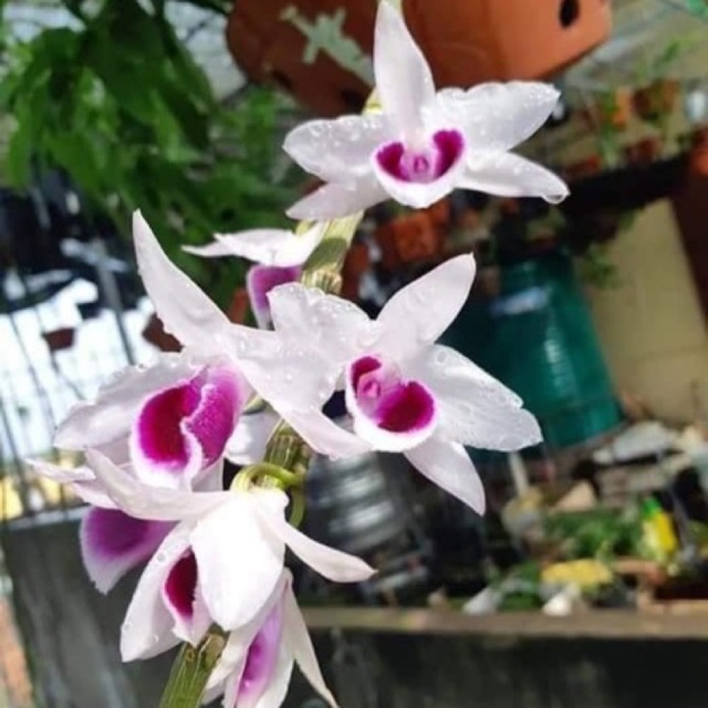 Hoa phong lan  phi điệp ám Cổ Văn Giang