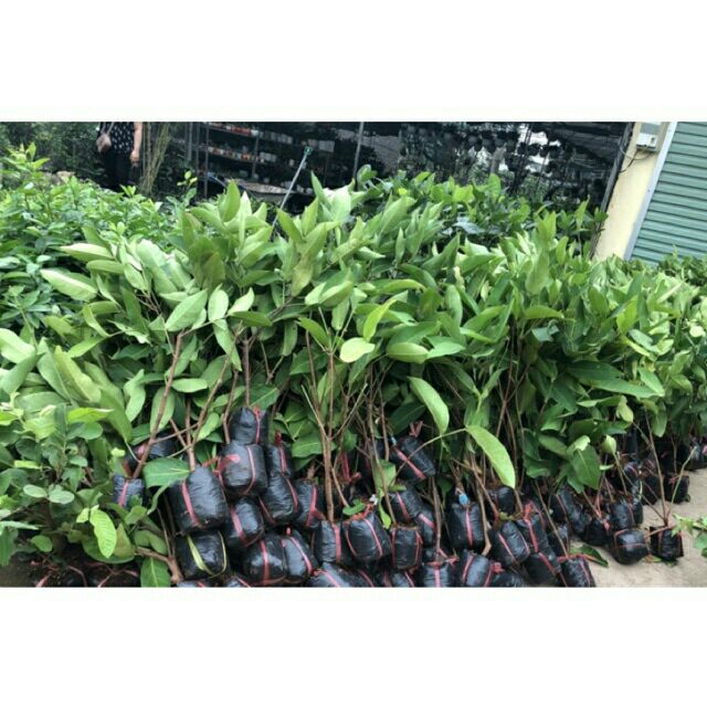 CÂY GIỐNG ROI ĐỎ THÁI HÀNG MIỀN NAM CHUẨN GIỐNG F1