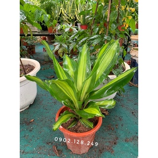 Cây thiết mộc lan