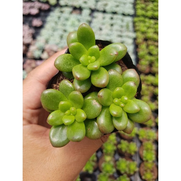 siêu giảm giá sen đá sỏi xanh