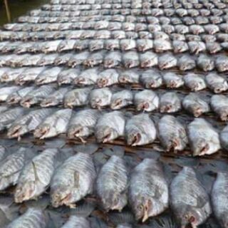 KHÔ CÁ BỔI CÀ MAU 1kg (10-12con kg)
