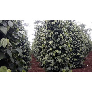 Cây giống Tiêu Srilanka .[  Cây cao - Bầu to Giống Hồ tiêu cho năng suất cao ].