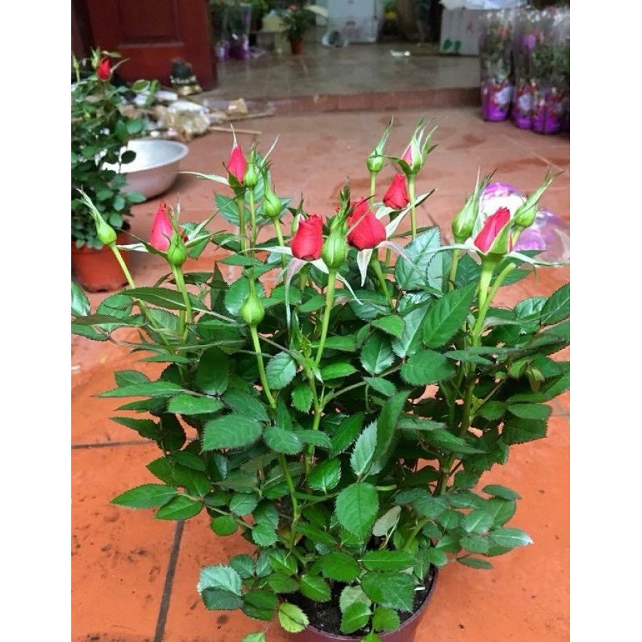 Gói 20 hạt Hoa hồng siêu nụ hoa - hoa đẹp ĐẾN MÙA TRỒNG TẾT luckyseed hạt siêu rẻ