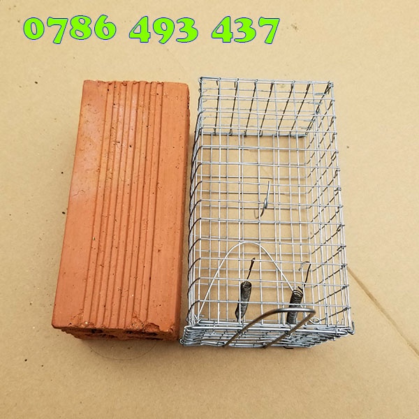 10 Bẫy Chuột Đồng Đường Mòn không cần sử dụng mồi cực hiệu quả