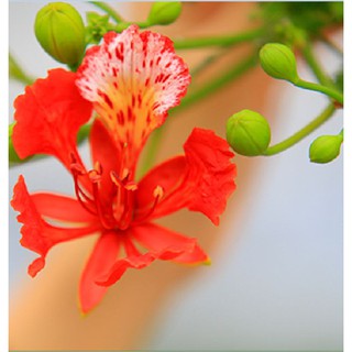 Hạt giống hoa phượng vỹ đỏ - 5 hạt