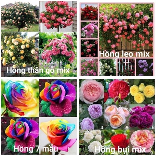 Hạt giống hoa hồng bụi f1/hoa hồng leo/ hoa hồng thân gỗ/hoa hồng bảy màu, tặng kèm phân bón kích mầm