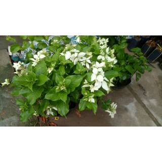 Cây hoa bướm bạc ( đang hoa )