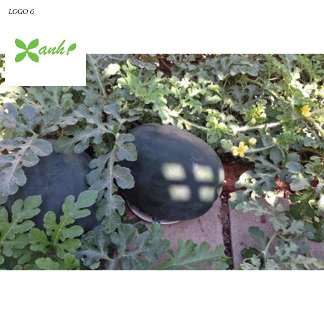 🌟Hạt Giống Dưa Hấu Đường Suger Baby🌟 Gói 15 Hạt