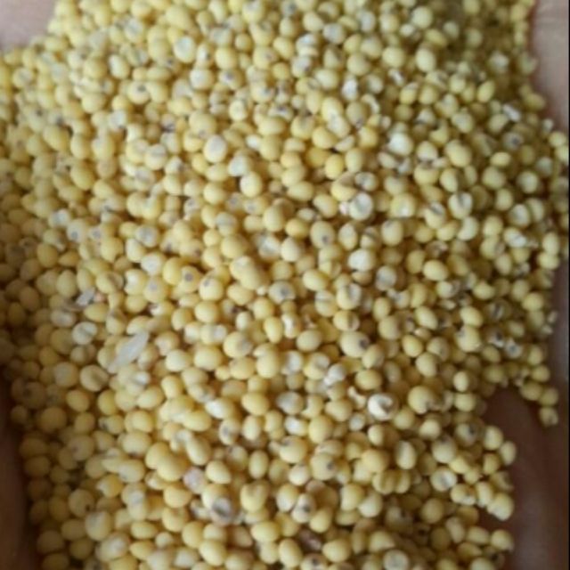 1kg HẠT KÊ NẾP VÀNG